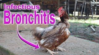 Infectious Bronchitis in Chickens IB QX POULTRY DISEASES SYMPTOMS