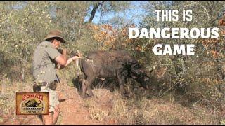 GREATEST CAPE BUFFALO CHARGES EVER RECORDED JOHAN HERMANN SAFARIS LION HUNTELEPHANT HUNT