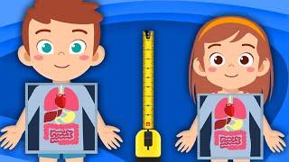 How Big Are The Organs In YOUR Body?  Human Body Size Comparisons  KLT Anatomy