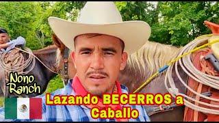 BUSC4NDO y lazando BECERROS a caballo