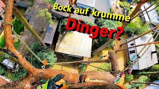 Krumme Dinger 🪱 und dreister Nachbar  Bades Baumdienst