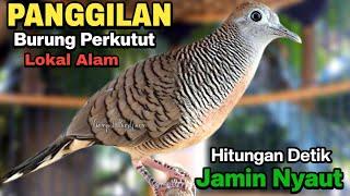 Perkutut lokal gacor suara cocok untuk pancingan burung perkutut agar bunyi