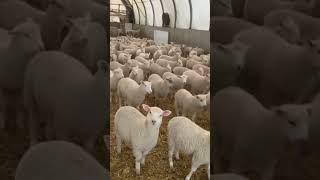 #shorts  Are the Weaned Lambs Adapting?  Ambry Acres SHORTS