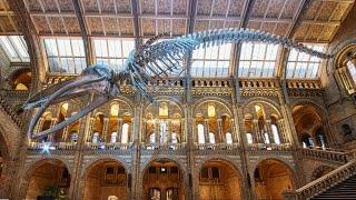 Natural History Museum London  Walkthrough Tour July 2019  4k