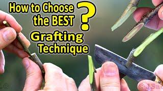Best Grafting Techniques  WHICH Grafting Technique should I CHOOSE when grafting fruit trees?