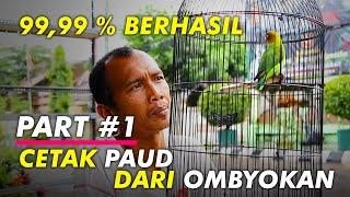 Cara Cetak Lovebird Paud Dari Ombyokan Biar Cepet Gacor di Gantangan  Part #1