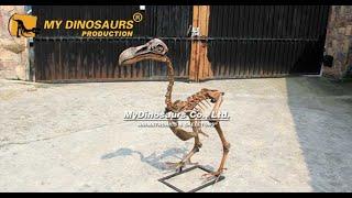 Animal Skeleton  Dodo Bird Skeleton Museum Exhibition