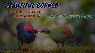 BEAUTIFUL BORNEO   Mt. Trusmadi   Wildlife  Bird Photography