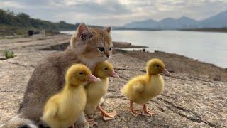 The kitten takes three ducklings on an outdoor trip  happy duck