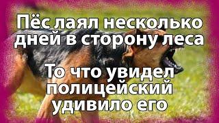 Пес несколько дней лаял в сторону леса. То что увидел полицейский удивило его  Актуально