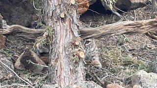 bobcat line 2324 check day 121823 top 5 multi species check