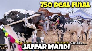 Jaffar Mandi 750 Deal Final - Fateh Jangi bull 2024 - Cow Mandi Jaffar - live Bargaining 2024