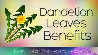 Dandelion Leaves Benefits and Uses