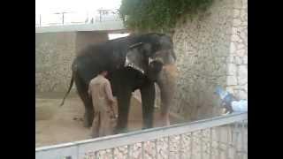 angry elephant  - 2008  Doha Zoo