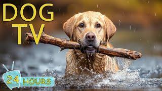 DOG TV Video Entertainment Soothing to Calm and Comfort Anxious Dog When Home Alone - Music for Dog