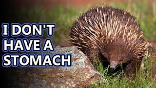 Echidna facts sort of like hedgehogs but not really  Animal Fact Files