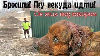 Хозяева бросили собаку и раненый пёс поселился на стройке  Ему больше некуда идти  save the dog