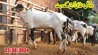 Today Domail Mandi Fatehjang Rate’s update23Aug2024-Part01Sunny Video Fateh Jang Cow Mandi 2024