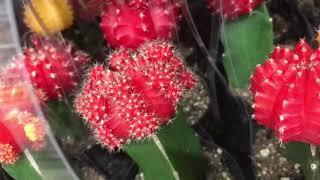 how to CARE for and grow “ruby ball”  or “moon cactus” gymnocalycium mihanovichii