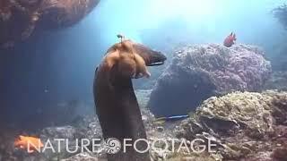 Octopus rides moray eel to avoid its jaws