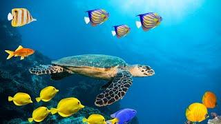 Underwater sea animal life + Deep Relaxing Music  Ocean animals life with sleeping music