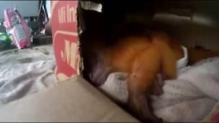 Cara memberi makan anak lutung emas simple dan mudah