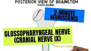 2-Minute Neuroscience Glossopharyngeal Nerve Cranial Nerve IX