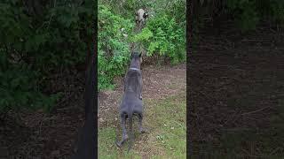 Doing his job putting the cat in the tree. #greatdane #farm