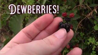 What You May Not Know About Dewberries