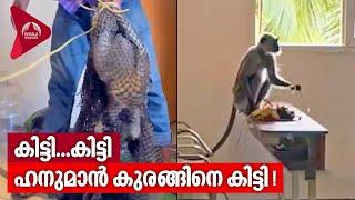 Hanuman Monkey  Trivandrum Zoo  കിട്ടി...കിട്ടി ഹനുമാൻ കുരങ്ങിനെ കിട്ടി 