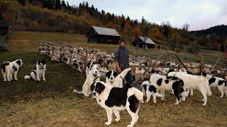 LA STÂNA LUI MIHAI CRUȘITU DE PE DEALUL SCAIUȘ  CÂINII CIOBĂNEȘTI DE BUCOVINA PĂZESC OILE - DOC. 1