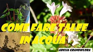 Come fare talee in acqua Riproduzione Abelia Grandiflora e Phlox per talea Radicamento assicurato