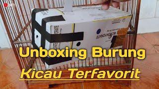 Unboxing Burung TerFavorit yang di Pelihara Para Pecinta Kicau Mania