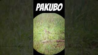 PAKUBO HUNTING