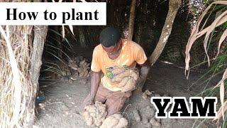 How to plant yam tuber step by step instructions