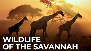 World of the Wild  Episode 2 Africas Savannah  Free Documentary Nature