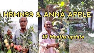 APPLE HRMN99 & ANNA 10 Months after Plantation  Purulia West Bengal