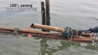 DISERANG GEROMBOLAN IKAN BESAR Umpan Turun langsung disambar Mancing kakap putih