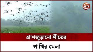 গ্রাম বাংলার গহীন বিলে শীতের পাখিদের কলকাকলি  Winter birds  Winter in Bangladesh