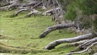 Snake Island Hog Deer Hunting Ballot Period Four 20-24 March 2017