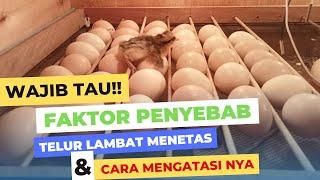 MUST KNOW Factors Causing Slow Hatching Eggs & How To Overcome Them