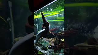 Meet our Monster FIRE Eel  #fish #tank #aquarium #fishtank #shorts