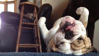Funny Dogs Sleeping in Weird Positions