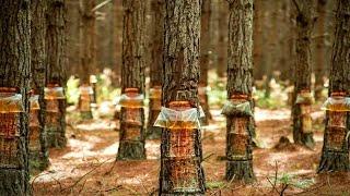 Pine Resin Harvesting and Processing - Pine Product inside Factory  Process #insidefactory