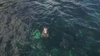 Seals at Porthgwarra Cornwall