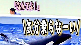 わが道をいくシャチのランちゃん！　神戸須磨シーワールド