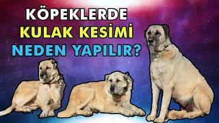 Köpeklerde Kulak Kesimi Neden Yapılır?