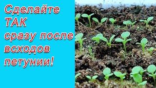 Петуния взошла щёткой- что делаем сразу же после всходов.