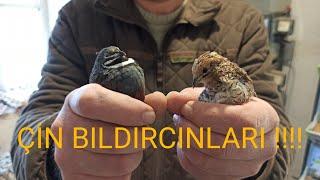 ÇİN BILDIRCINI KAFESİ NASIL YAPILIR  #kalebıldırcın #çinbıldırcını #kuluçaklıkyumurta 