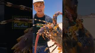 Giant 1000$ Lobster Catch and Cook